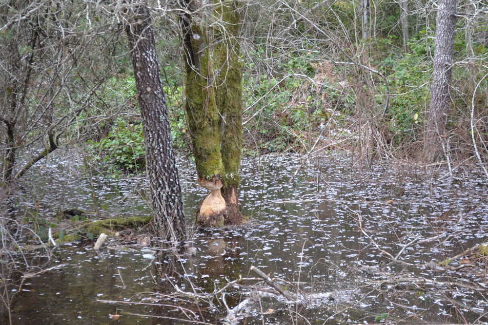Beaver outreach sign