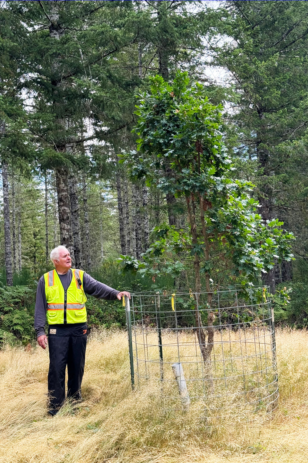 First Garry Oak planted at junction of Deer Fern
and Old Loop in 2010