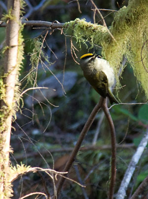 Golden Crowned Kinglet, Courtesy Bill Wasson bird