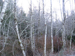 Pure stand, Red Alder Red Alder patch at wetlands edge