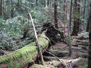 You can't have large woody debris without large woody trees Rotting Cedar Log