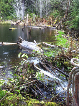 Beaver pond formed on stream channel