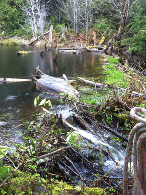 Prime Coho rearing habitat, Courtesy Arno Bergstrom Beaver pond formed on stream channel
