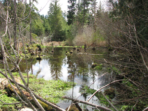 Beaver pond facing downstream Beaver pond
