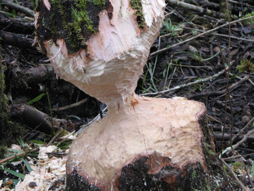 Ready to fall Courtesy Aryah Campell Beaver cut tree ready to fall