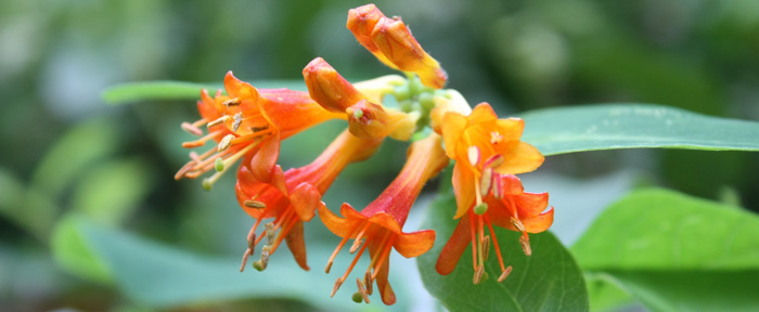 Honeysuckle