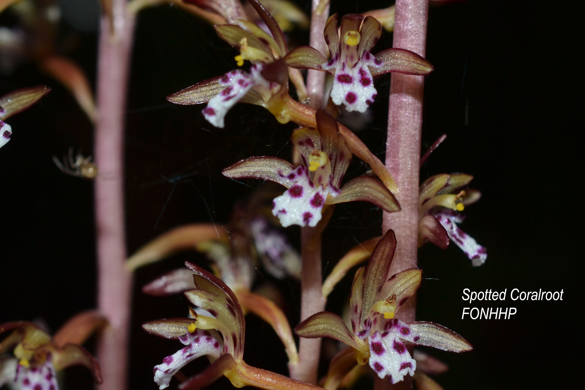 Spotted Coralroot