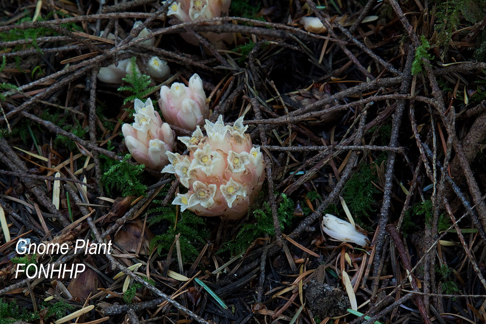 Gnome plant