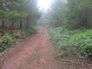 Rhodie Hill after pulling Trail cleared of scotch broom